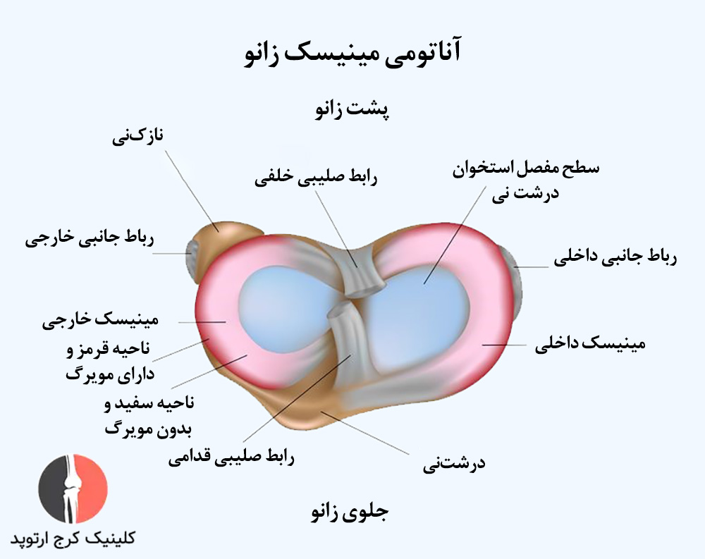 آناتومی مینیسک زانو
