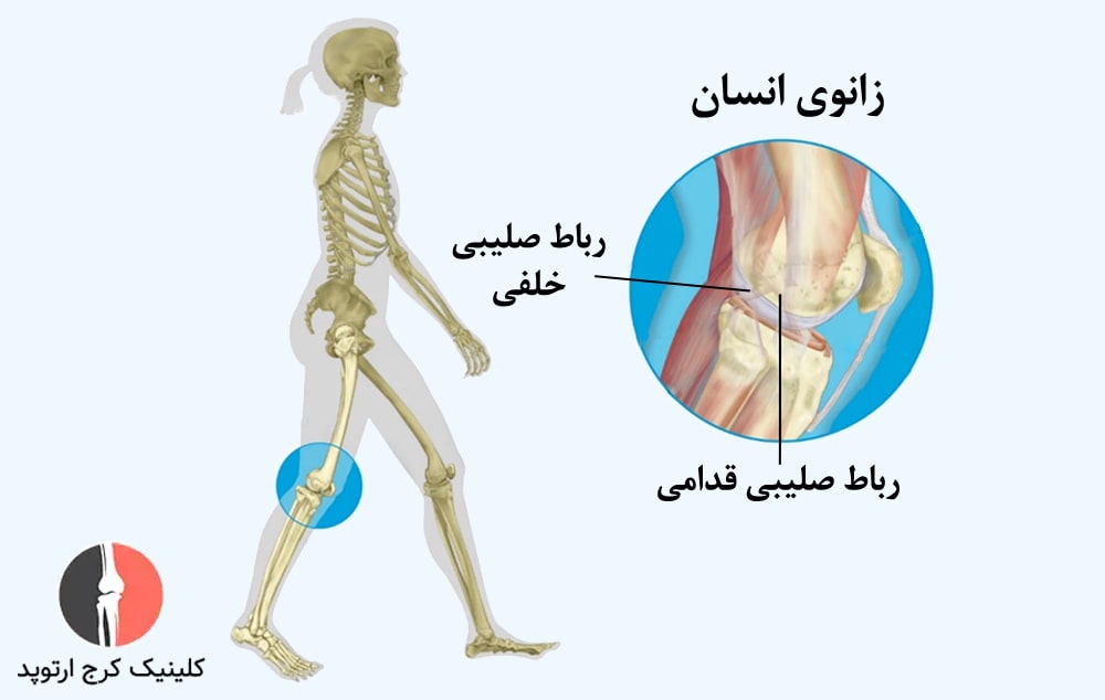 رباطهای صلیبی در مرکز مفصل زانو